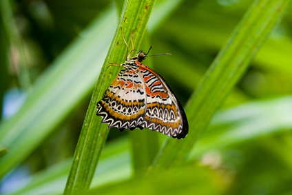 Butterfly 2