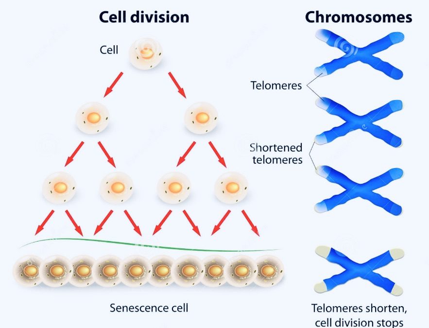 Télomères : l’horloge biologique dans notre génétique
